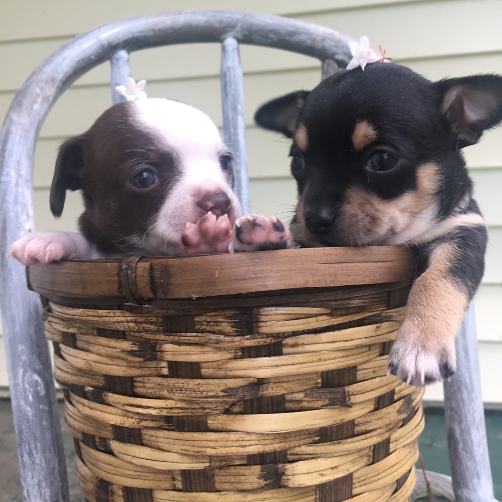 Meet your Posher, Ellie